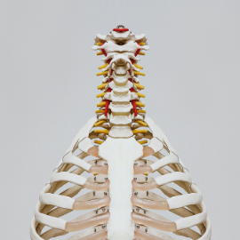 diagram of ribcage